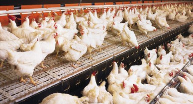 Производство мяса птицы в Украине выросло более чем на 5%.