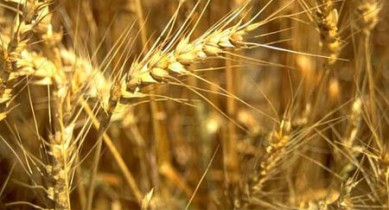Украина к 20 сентября собрала почти 35 млн тонн зерна.