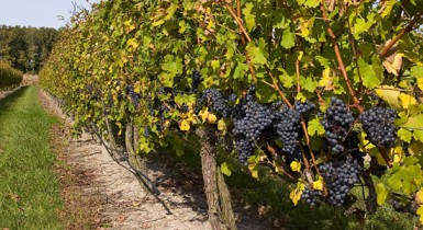 Столичные предприниматели уплатили 87,6 млн грн налога на развитие виноградарства и садоводства.