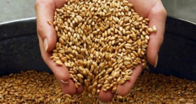 Благодаря инвестициям Украина сможет производить до 100 млн тонн зерна.