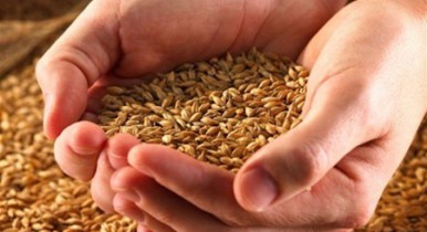 Украина увеличила экспорт зерновых на 10,3%.