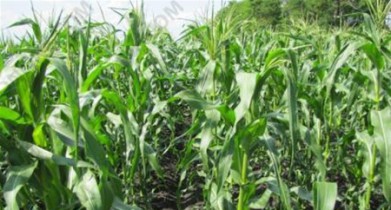 Украина может увеличить посевные площади кукурузы на 18,8%.