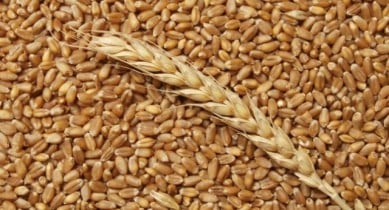 Государственная зерновая корпорация закупила по споту более 1 млн тонн зерна.