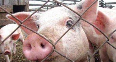 Украина, Беларусь и Россия создадут комиссию по ликвидации африканской чумы свиней.