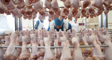 Экспорт украинской курятины в ЕС может начаться в ноябре.