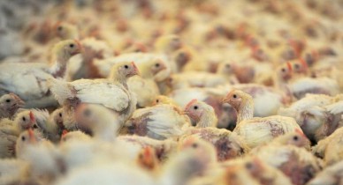 Украина и США угрожают лидерству Польши в производстве курятины.