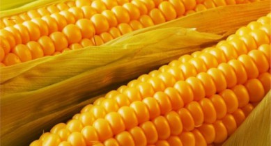 Минагропрод снизил интервенционные цены на кукурузу.