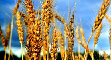 Государственная зерновая корпорация поставила в Китай 800 тыс. тонн зерновых.