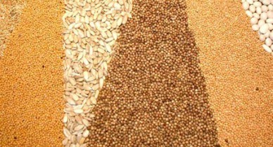 В Украине около 3 млн га посевов зерновых могут быть потеряны.