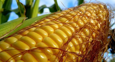 Украина до конца 2013г успеет поставить 2 млн тонн кукурузы в рамках китайских соглашений.
