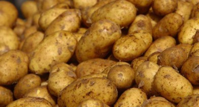 Россия может частично снять запрет на ввоз картофеля из ЕС.