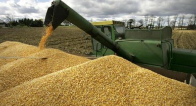 Запасы зерна в Украине увеличились на 10%.