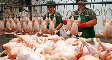 Производство мяса птицы в Украине может вырасти на 10-11%.