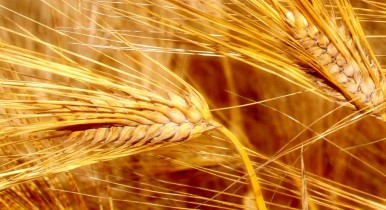 Украина экспортировала почти 14 млн тонн зерновых.
