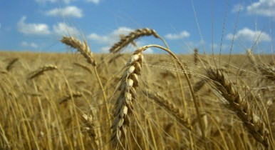 Украина завершает уборку урожая, собрав более 63 млн тонн зерновых.