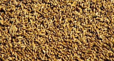 Аграрии призывают Кабмин отменить двойную сертификацию зерна.