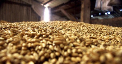 Сертификация качества зерна наносит аграриям значительные убытки.