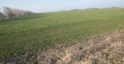Арбузов прогнозирует рекордный урожай зерновых в 2014 году.