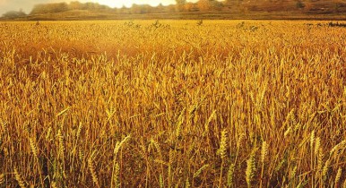 Украина увеличила экспорт зерновых