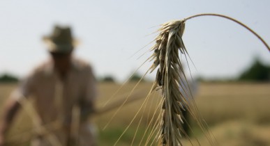 Украина уменьшила экспорт в Россию сельскохозяйственной продукции