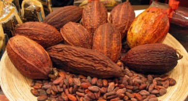 Эксперты прогнозируют дефицит какао в мире на протяжении следующих шести лет.