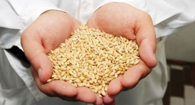 Кабмин предлагает Раде ввести сертификацию семян в соответствии с требованиями ЕС.