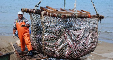 Россельхознадзор обвинили в дискриминации норвежских рыбных компаний.