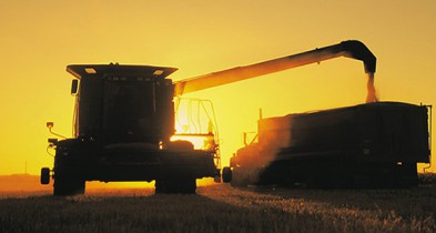Украина входит в ТОП-10 производителей пшеницы.
