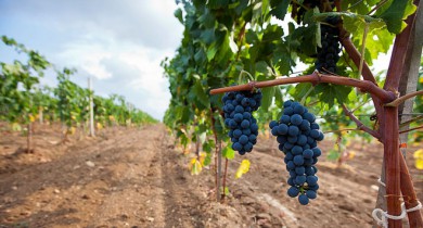 Объемы переработки винограда в Украине в 2013 г. увеличились на 29%.