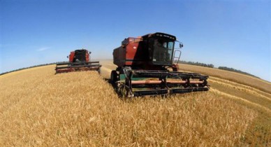 Урожай зерновых в Украине вырос на 36,3%.