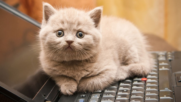 Благодаря последним достижениям ученых коты теперь не смогут отправить сообщение по электронной почте или нажать на паузу во время скучного фильма.