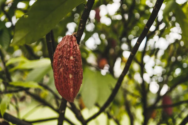 Ф'ючерси на какао в Нью-Йорку та Лондоні 18 березня піднялися до рекордних значень, підкріплюючись дефіцитом пропозиції після поганого врожаю в Західній Африці, водночас зі зростанням цін на каву та цукор.