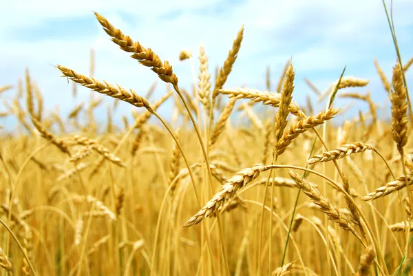 За попередніми оцінками Мінагрополітики у 2024 році валове виробництво зернових та олійних культур складе близько 74 млн тонн.