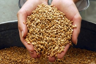 Долг по возврату НДС зернотрейдерам составил 3 млрд гривен