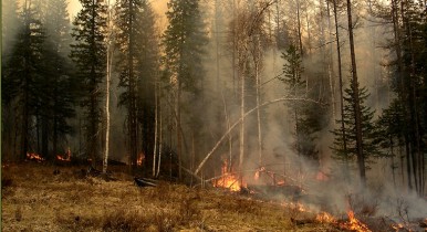 Каким областям Украины угрожают лесные пожары