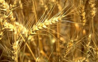 Запрет на экспорт зерна из РФ позитивно скажется на украинских производителях