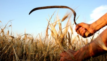 На этой неделе Украина может ввести ограничения на экспорт зерна