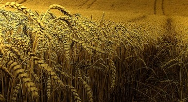 Квоты на экспорт зерна введут с 15 сентября