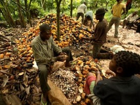 Трейдеры перебрали какао и подсчитывают убытки