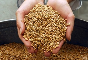 Азаров отчитался о госзапасах зерна в Украине