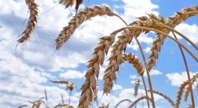 Кабинет министров Украины предложит парламенту ввести экспортные пошлины на зерно вместо квот