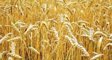 Украина с 1 апреля отменит квоты на экспорт зерна