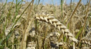 Кабмин может обязать зернотрейдеров финансировать выращивание зерна