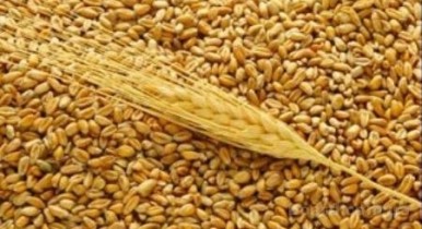 Зерно будет дорогим еще два сезона