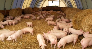 Российский рынок спас украинское свиноводство