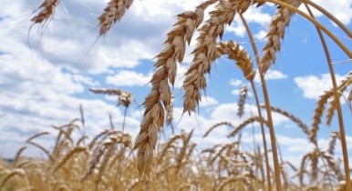 Аграрное единство: Россия и Украина одновременно снимут ограничения на экспорт зерна