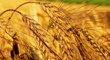 СМИ: Китай подогреет рост мировых цен на пшеницу