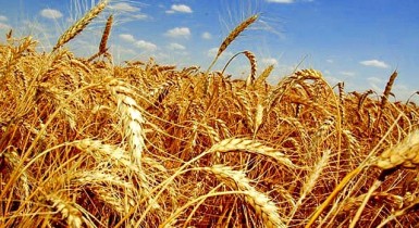 Отмена квот на экспорт пшеницы и ячменя вступила в силу