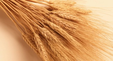 Украина может занять 5 место в мире по объему экспорта пшеницы