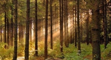 Штраф за загрязнение лесов повышен до 850 гривен